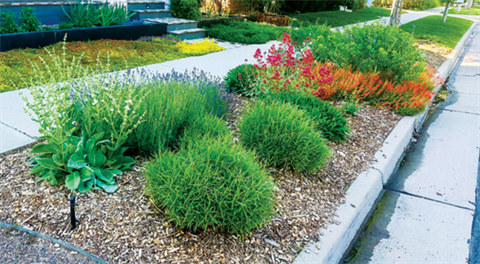 A front lawn area with rocks and various plants. 
