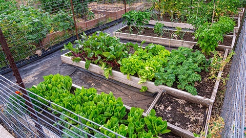 Image of multiple garden beds