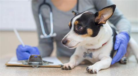 dog at an appointment with a vet tech
