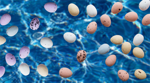 Eggs in a pool. 