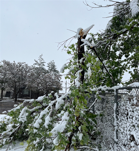 Broken Branch from Winter Storm