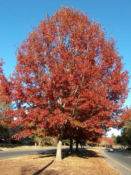 Tree with red leaves. 