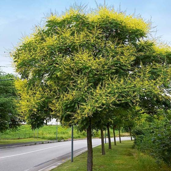 Row of trees near a road. 
