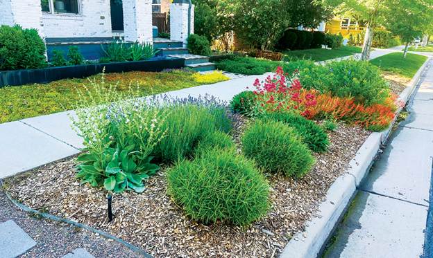 Bushes in a row near a sidewalk. 